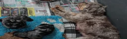 Cockapoo dogs for sale: F1b cockapoo babies ready now  - Advert 2