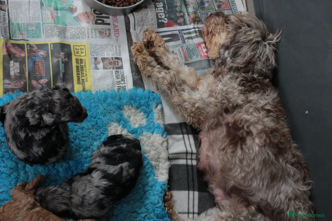 Cockapoo dogs for sale: F1b cockapoo babies ready now  - Advert 2