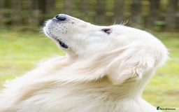 Golden Retriever dogs for sale: Newmiller Retrievers Litter Announcement  - Image 13