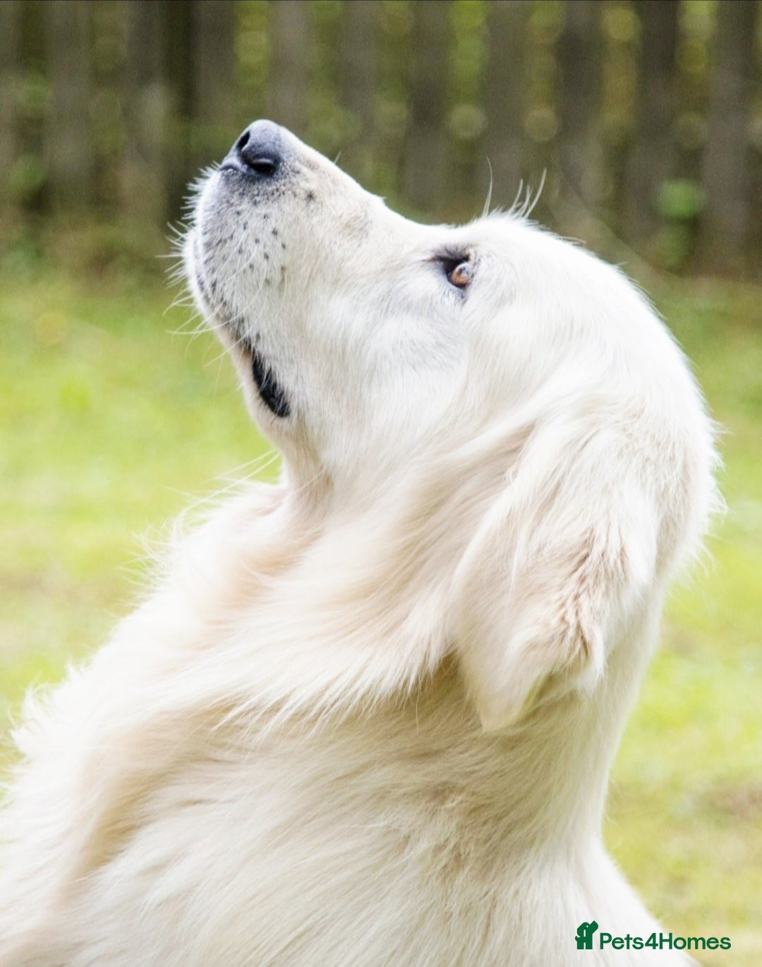 Golden Retriever dogs for sale: Newmiller Retrievers Litter Announcement  - Image 13