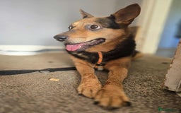 Mixed Breed dogs for adoption: Melanie for adoption - Image 6