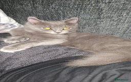 Mixed Breed cats for sale: 3 fluff balls looking for forever homes  - Image 10