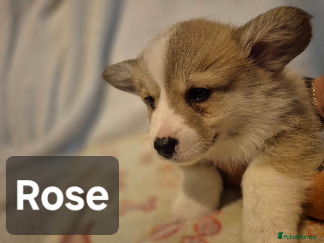 Welsh Corgi Pembroke dogs for sale: 8 Pembroke corgi puppy's - Advert 23
