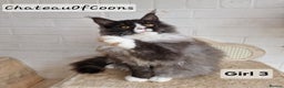 Maine Coon cats for sale: Stunning Black Smoke Registred Maine Coon Kittens - Advert 9