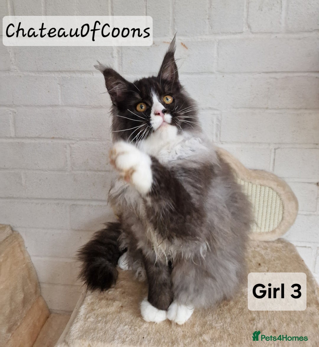 Maine Coon cats for sale: Stunning Black Smoke Registred Maine Coon Kittens - Advert 9