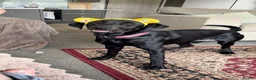 Labrador Retriever dogs for sale: 7 beautiful working Labrador puppies. in Warrington - Advert 24