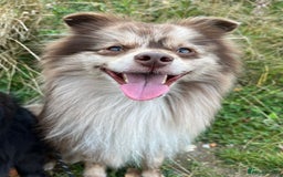 Pomeranian dogs for stud: Beautiful Rare Merle Pomeranian For Stud in Chesterfield - Image 16