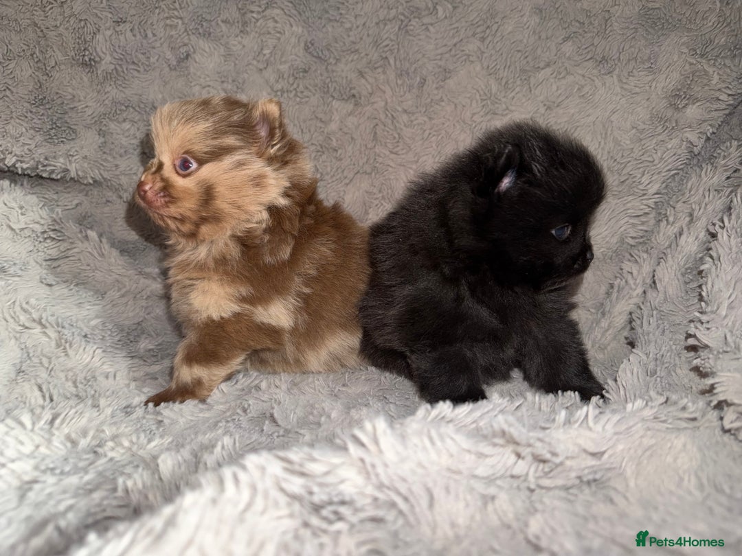 Pomeranian dogs for sale: 🤎💙QUALITY POMERANIAN BABY BEARS 💙🤎 - Advert 5