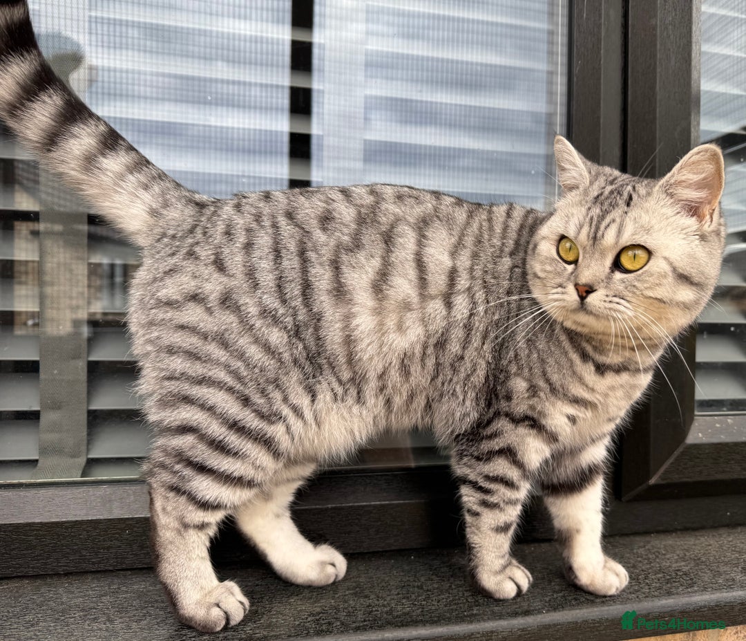 British Shorthair cats for sale: British Shorthair Silver Spotted GCCF Cat - Image 9