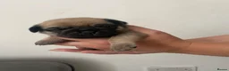 Pug dogs for sale: Beautiful Purebred Pug Puppies for Sale in Middlesbrough - Advert 4