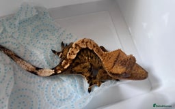 Gecko reptiles for sale: Mix of new Caledonian Geckos - Image 7