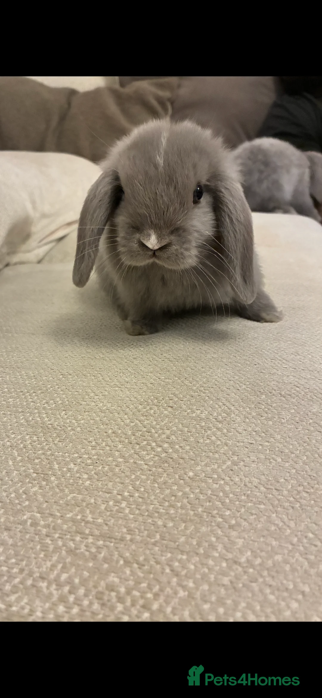 Mini Lop rabbits for sale: Baby lop rabbits in Wigan - Advert 3