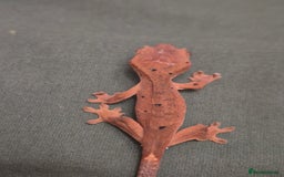Gecko reptiles for sale: Beautiful Unsexed Crested Geckos ⬇️  - Image 13