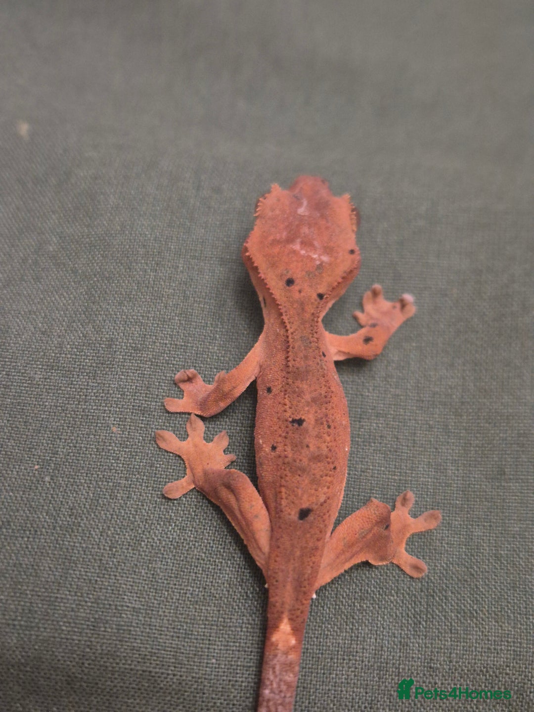 Gecko reptiles for sale: Beautiful Unsexed Crested Geckos ⬇️  - Image 13