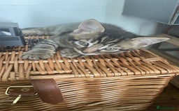 Mixed Breed cats for sale: Tabby kittens for sale - Image 11