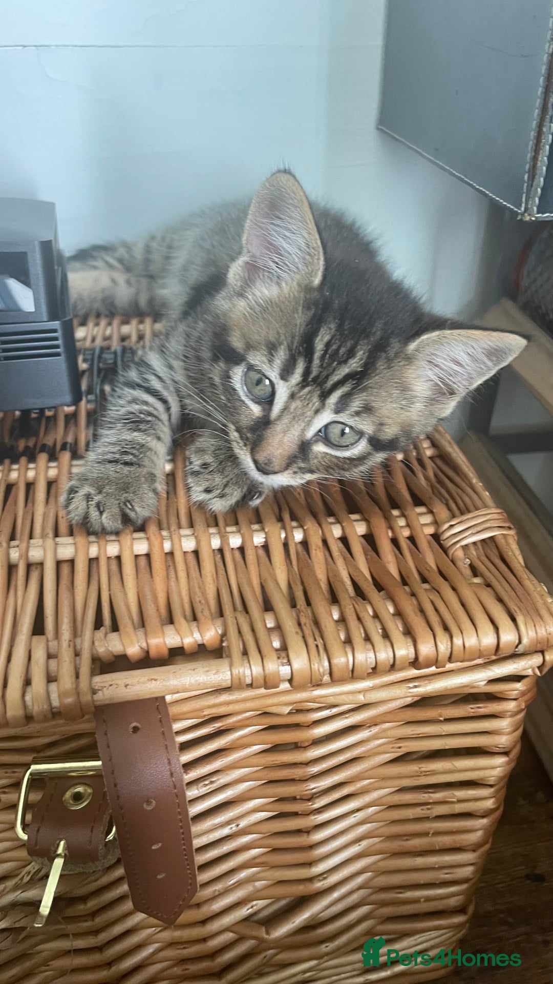 Mixed Breed cats for sale: Tabby kittens for sale - Image 11