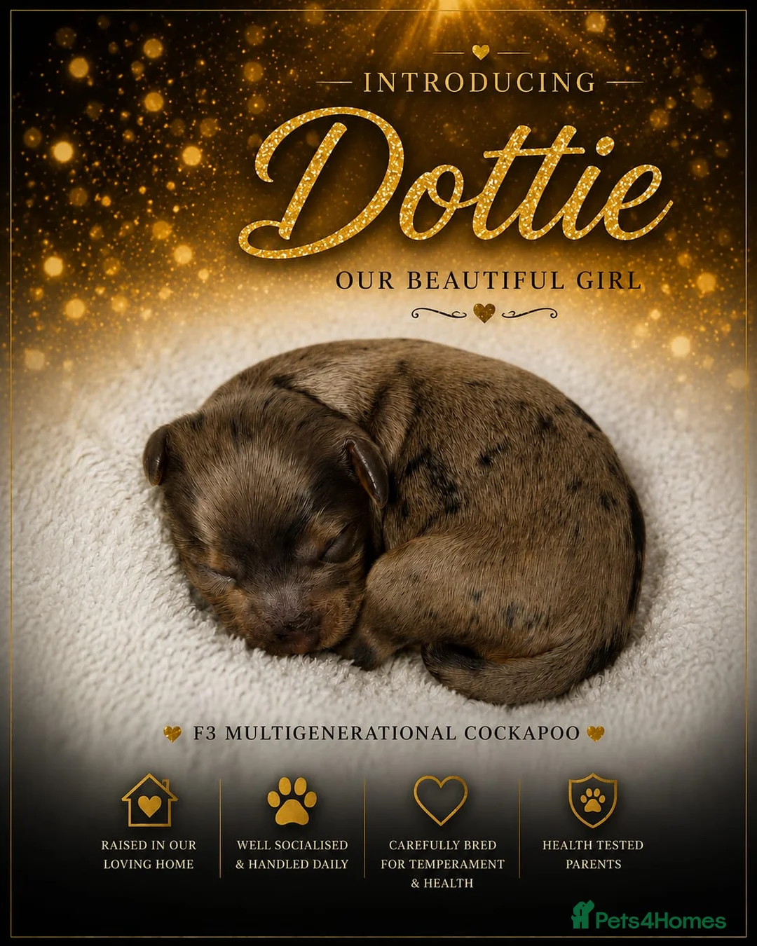 Cockapoo dogs for sale: F3 Cockapoo Puppies Chocolate & Merle Colours - Advert 2