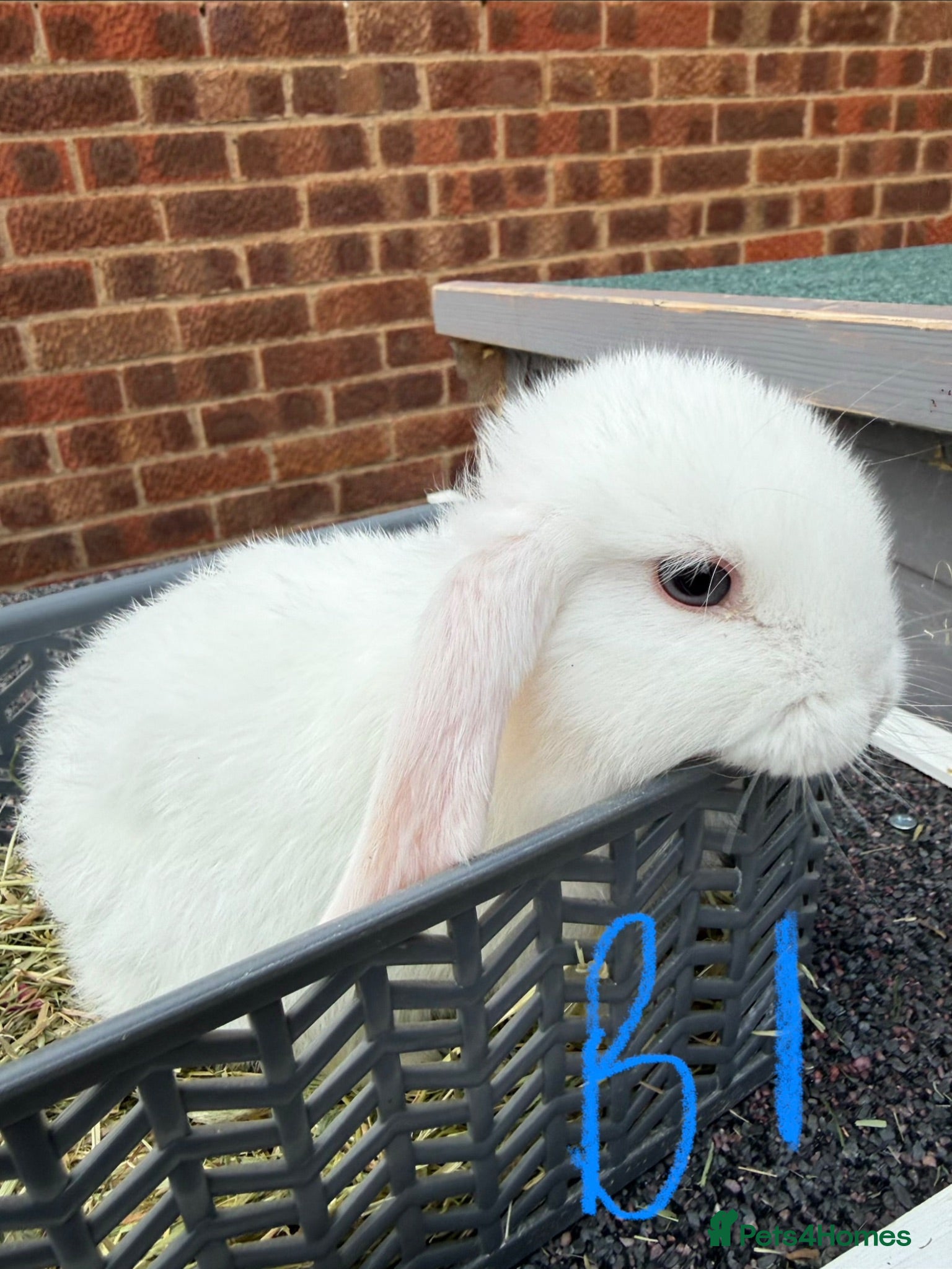 Mini Lop rabbits 8 week old mini lops. Ready now.  - Advert 1