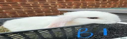Mini Lop rabbits for sale: 8 week old mini lops. Ready now.  in Tamworth - Advert 1