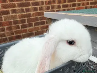 Mini Lop rabbits 8 week old mini lops. Ready now. - Advert 1