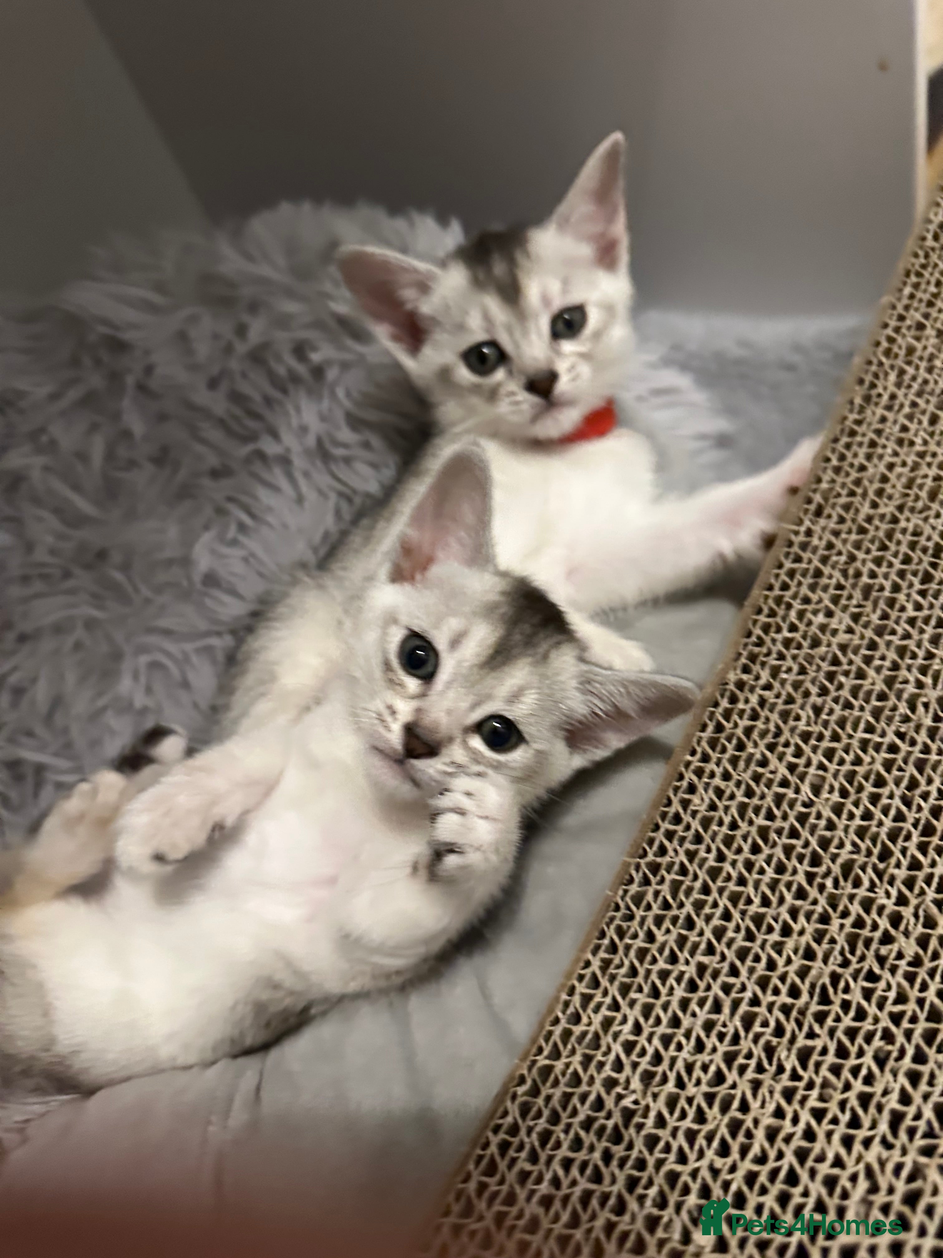 Abyssinian cats Pedigree Abyssinian kittens  - Advert 7