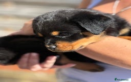 Rottweiler dogs for sale: Gorgeous male Rottweiler puppy Reggie  - Image 21