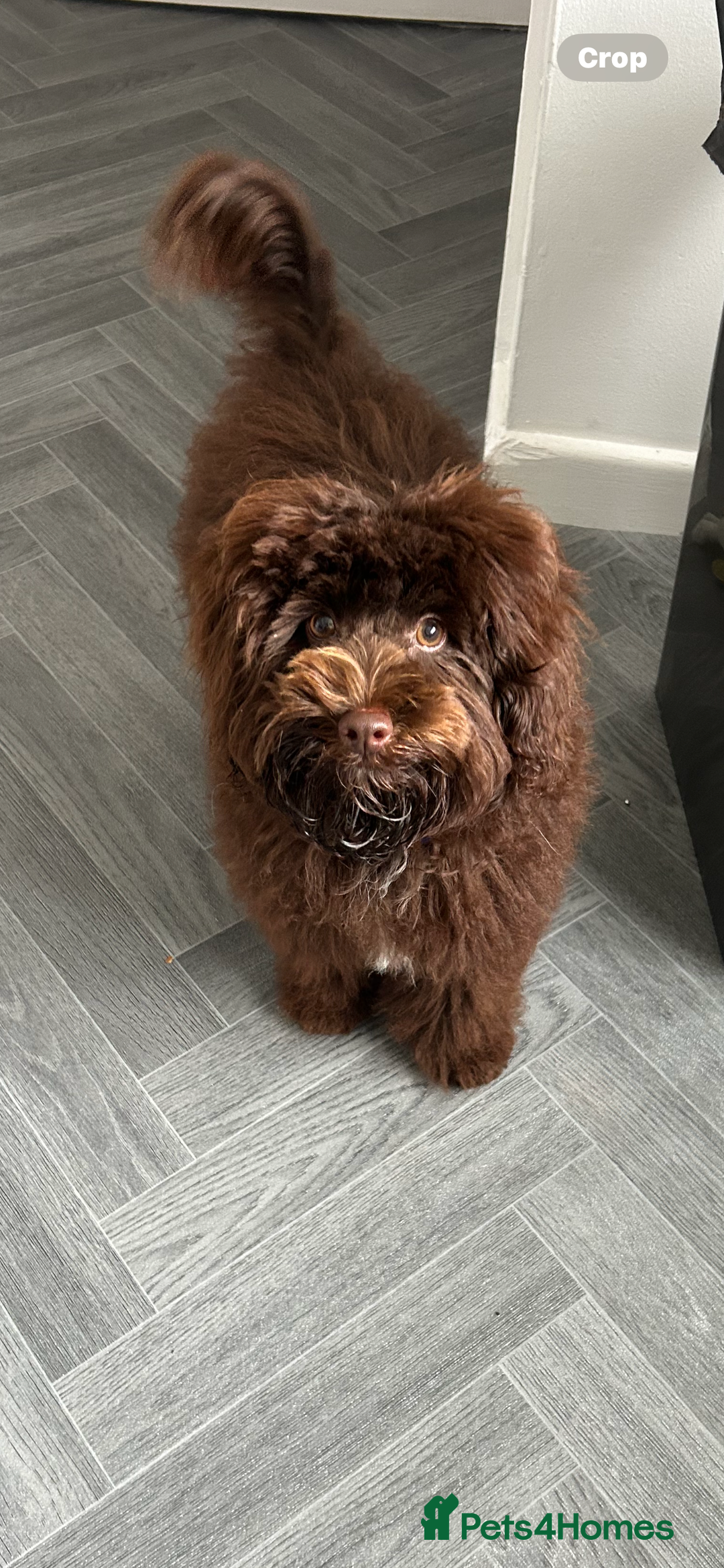 Maltipoo dogs for sale: 6 month old maltipoo  - Image 2
