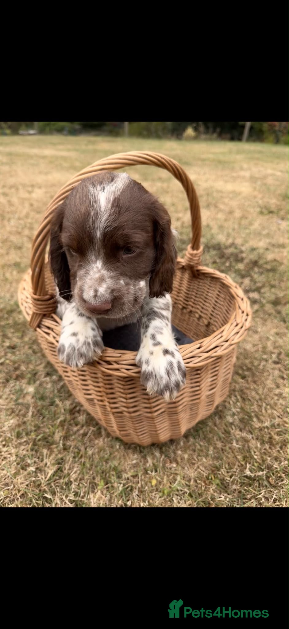 English Springer Spaniel dogs KC registered English  springer spaniel - Advert 1