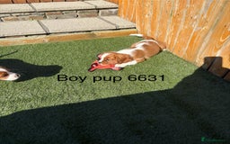 Cavalier King Charles Spaniel dogs for sale: DNA tested parents, Kc reg Cavalier pups - Image 8