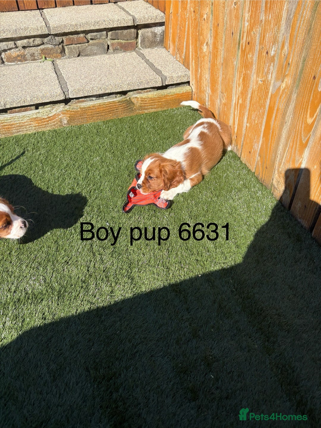 Cavalier King Charles Spaniel dogs for sale: DNA tested parents, Kc reg Cavalier pups - Image 8