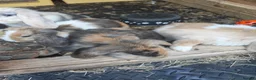 Mini Lop rabbits for sale: PURE BRED MINI LOP - Advert 2