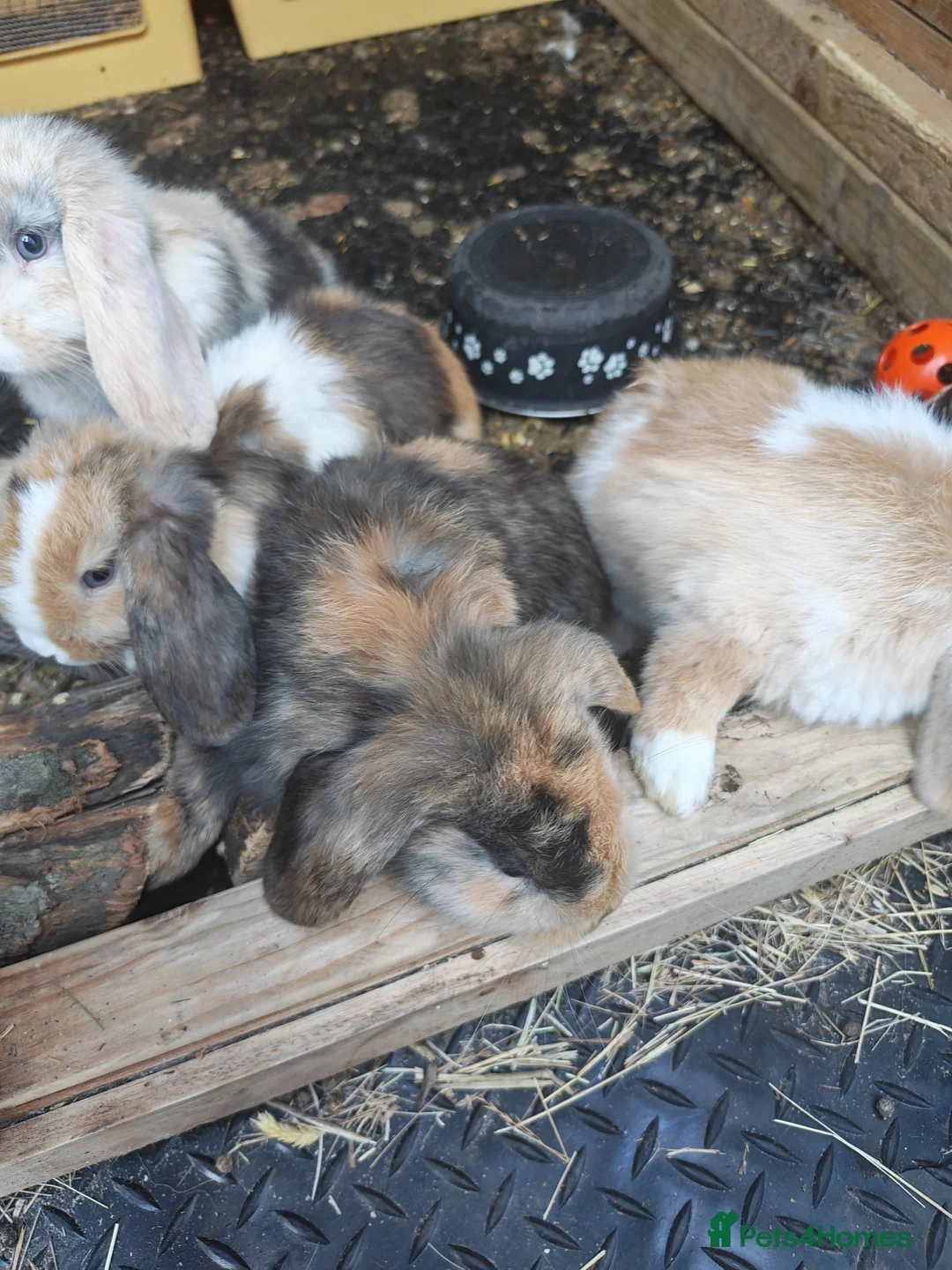 Mini Lop rabbits for sale: PURE BRED MINI LOP - Advert 2