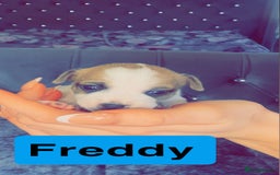 Mixed Breed dogs for sale: Chihuahua puppies  - Image 11