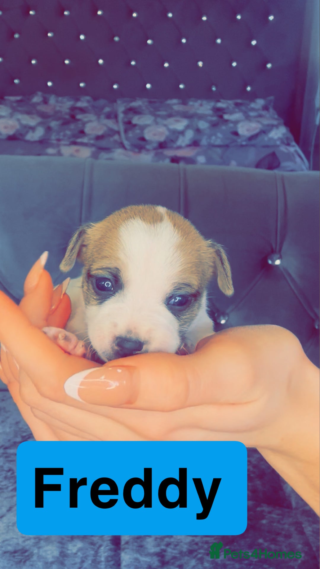 Mixed Breed dogs for sale: Chihuahua puppies  - Image 11