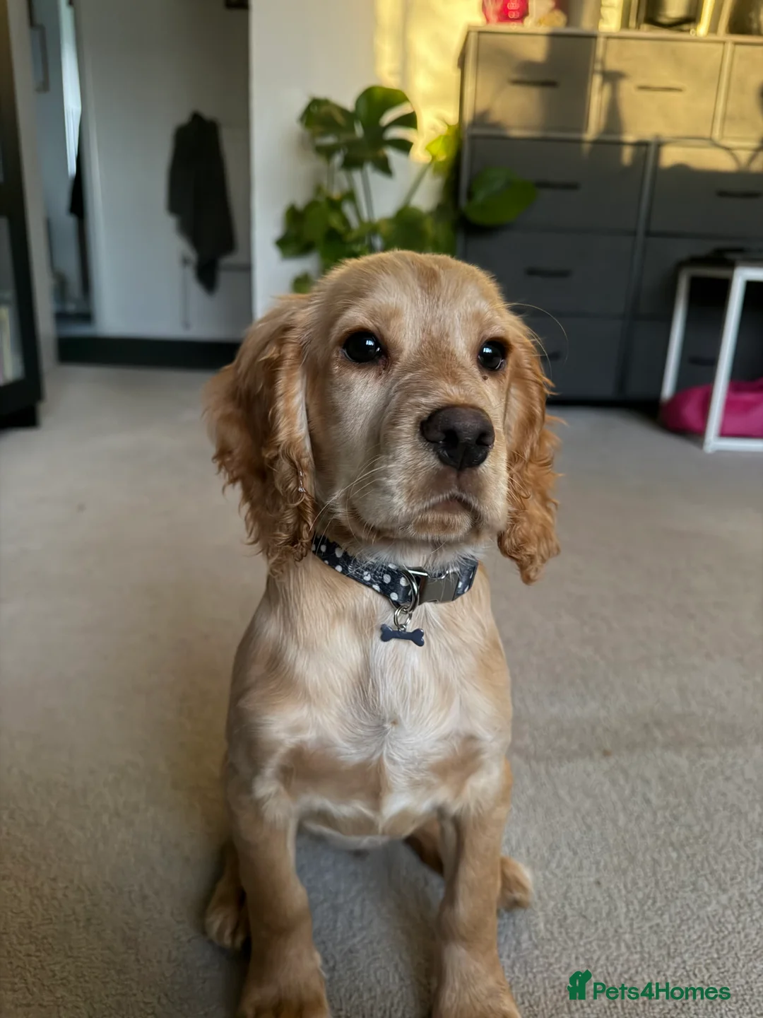 Cocker Spaniel dogs for sale: 14-Week Puppy Needs Loving Forever Home - Advert 4