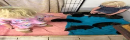 German Shepherd dogs for sale: German Shepherd puppies for sale  - Advert 6