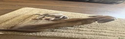 Miniature Dachshund dogs for sale: Miniature dachshund puppy  - Advert 4