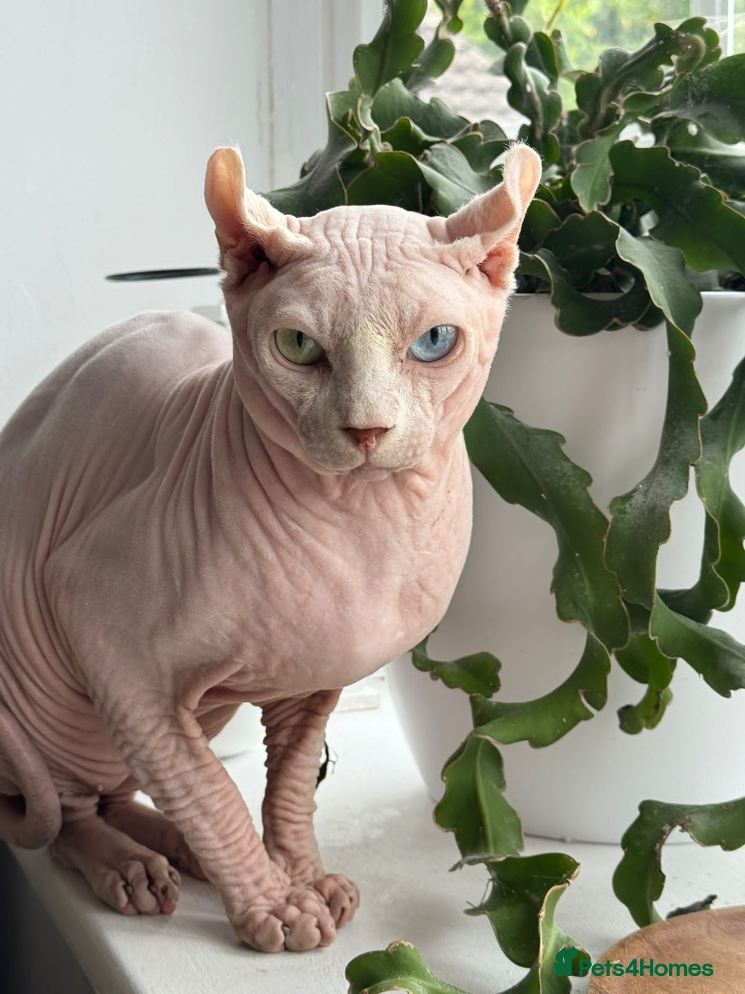 Sphynx cats for sale: From odd eyes father elf shpynx tica pedigree.  - Image 20