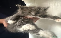 Ragdoll cats for sale: Beautiful Ragdoll kittens  - Image 3