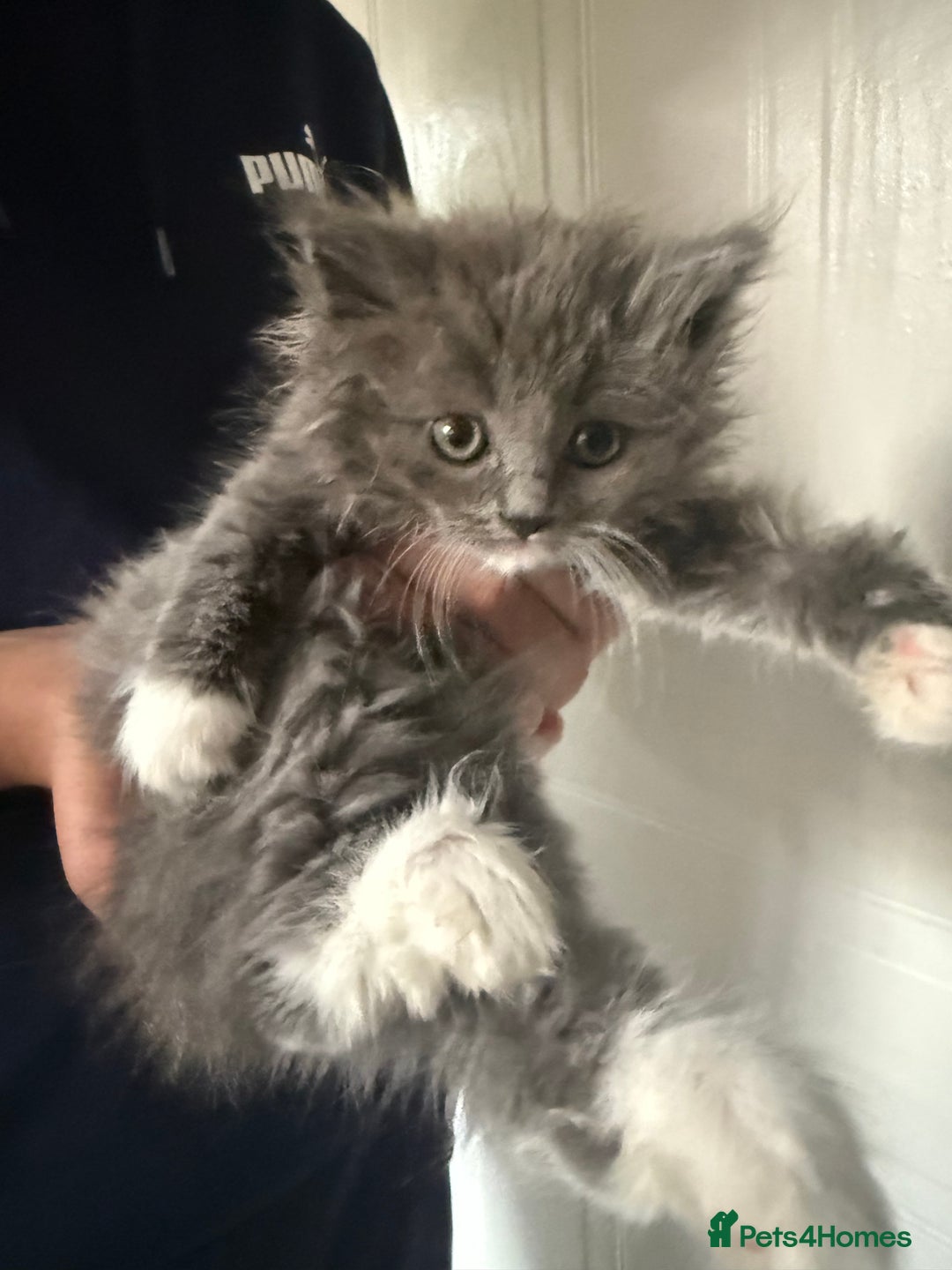 Ragdoll cats for sale: Beautiful Ragdoll kittens  - Image 3