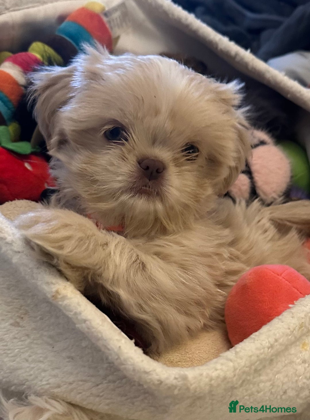 Shih Tzu dogs for sale: Lavender White Imperial Shih Tzu Puppies - Advert 38