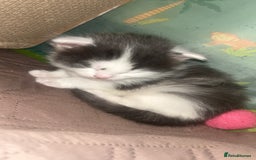 Ragdoll cats for sale: Half Ragdoll Kittens  - Image 8