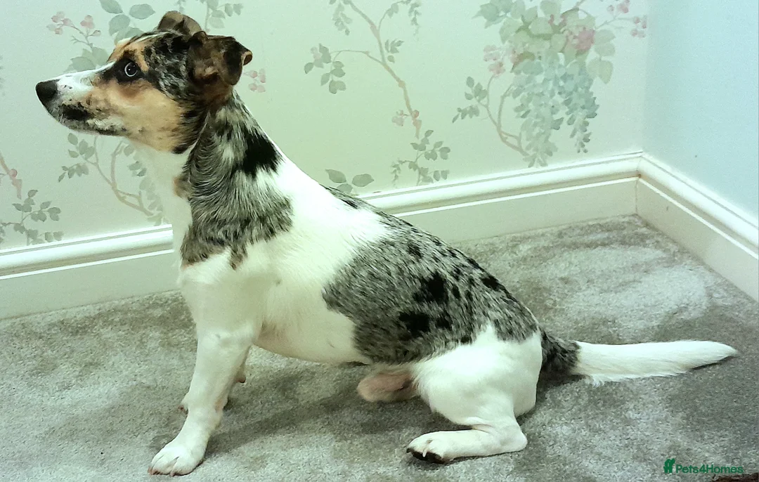 Parson Russell dogs for stud: Charlie - Parson marle Chihuahua cross in Swindon - Advert 4