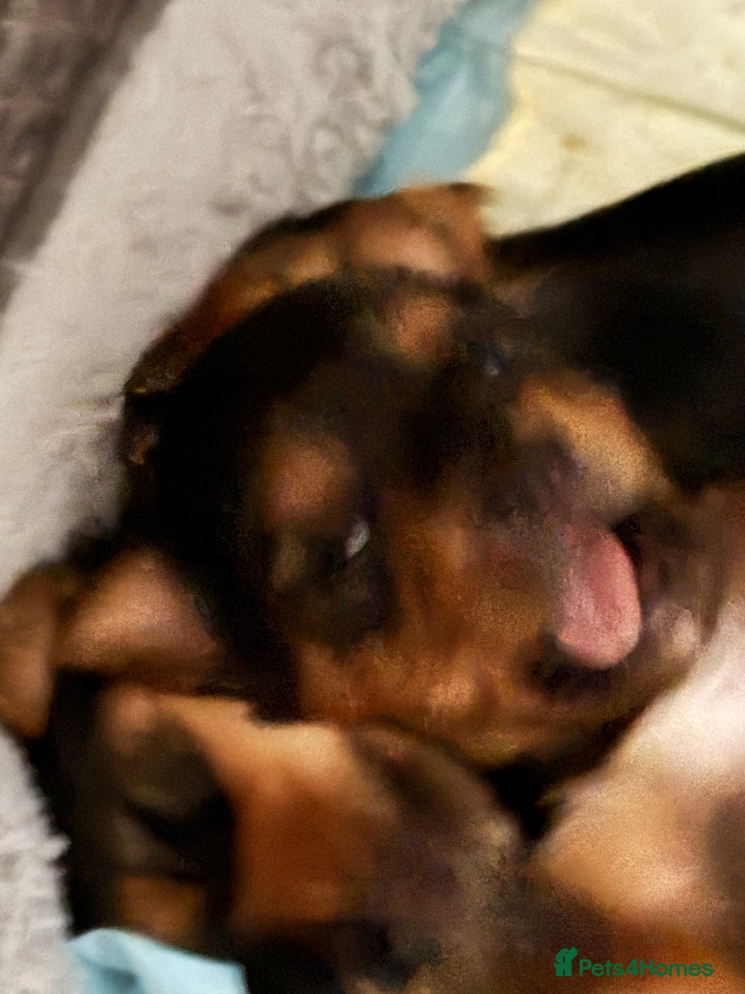 Yorkshire Terrier dogs for sale: Two gorgeous Yorkshire terrier puppies - Advert 11