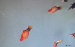 Mollies fish for sale: Orange dalmatian mollies - Image 1