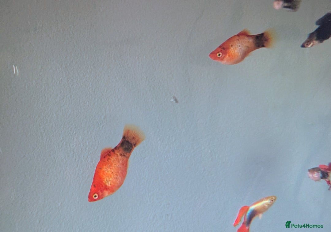 Mollies fish for sale: Orange dalmatian mollies - Image 1