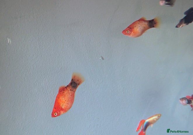 Mollies fish - Advert 15