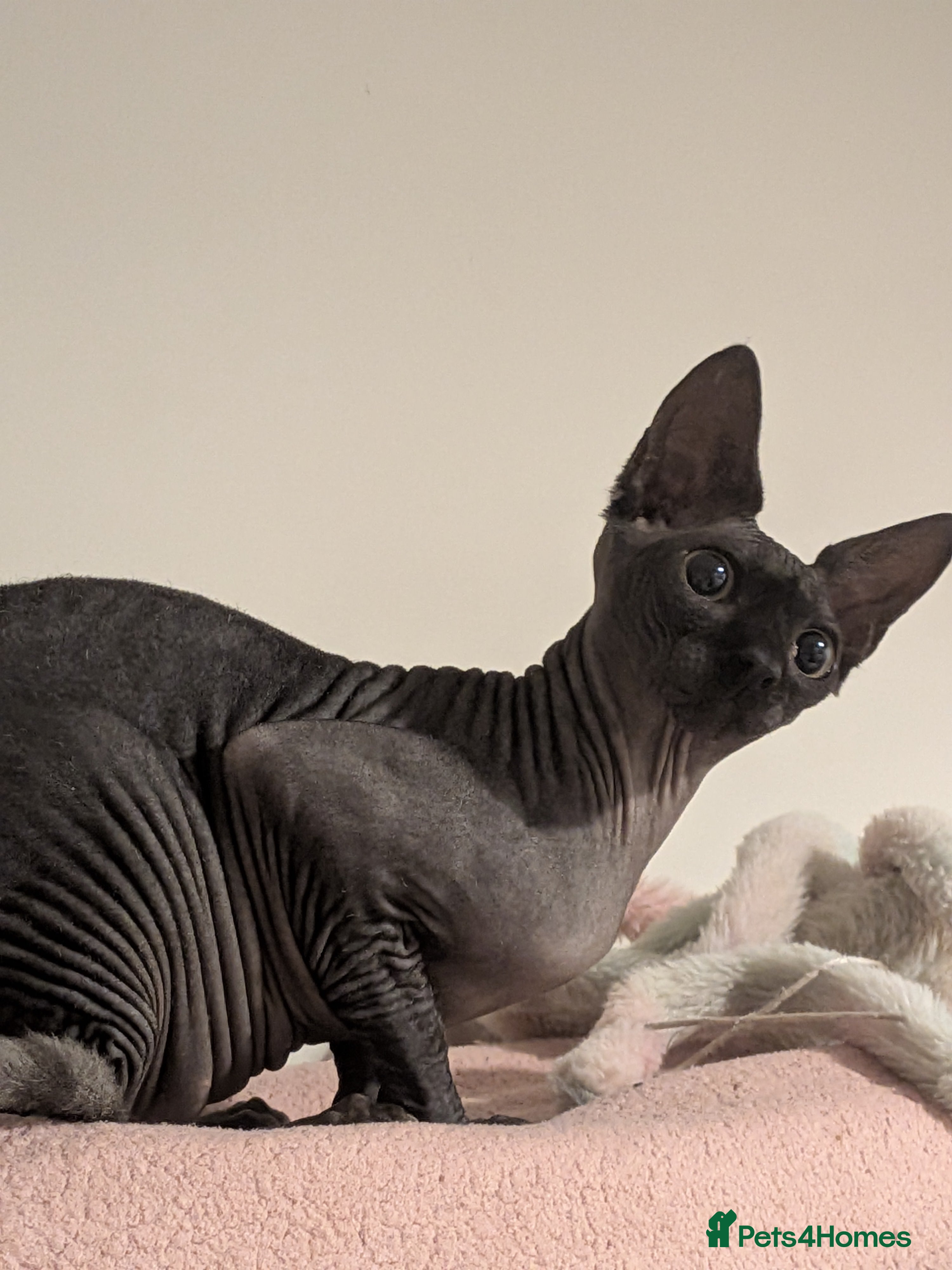 Sphynx cats Sphynx female 10 months old - Advert 2