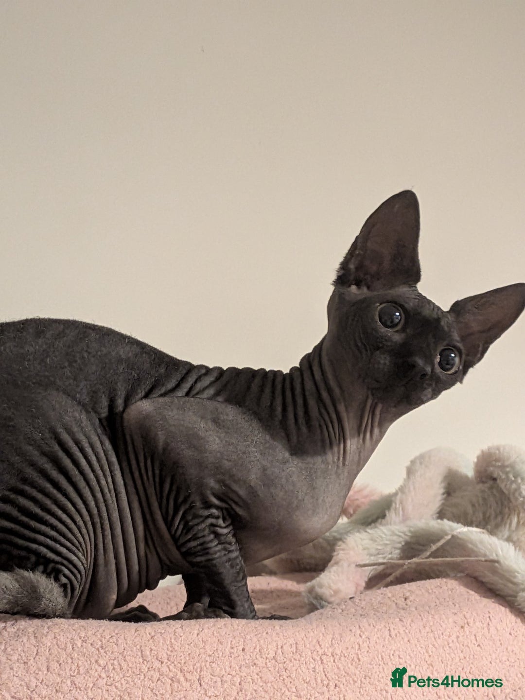 Sphynx cats for sale: Sphynx female 10 months old - Advert 1