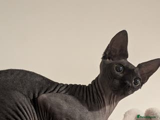 Sphynx cats Sphynx female 10 months old - Advert 2